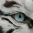 Avatar for zforziyah
