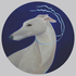 Avatar for poochytown