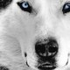 Avatar di Daenyth