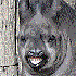 Avatar di Wombaticus