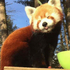 Avatar for RedPandaCasey