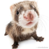 Avatar for ikcatmi