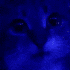 Avatar for benko_