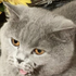 Avatar for fulgerul123