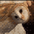 Avatar for bunnyknight