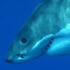 Avatar di ecgwald