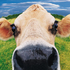 Avatar de cows32