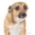 Avatar for jpjoao28