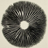 Avatar for ellipsis_e