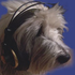 Avatar for pchr
