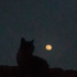 Avatar di Halstellar