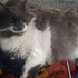 Avatar for Katt5908