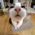 vennyworm için avatar