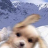 Avatar for Evildog255