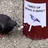 Avatar for pigeon_png
