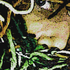 Avatar for BlaiseBaileyF3