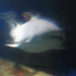 Avatar für mucus_attack