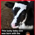 Avatar for himelko