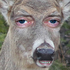 Avatar de bullhud