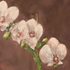 Avatar di orchidi