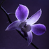 Avatar for bittersam