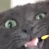 Avatar for Poopelfish