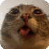 Avatar for viperiwnl