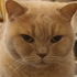 Avatar for ChewieTheGamer