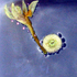 Avatar for bonepics