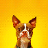 Avatar for pisellifarfalla