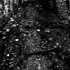 Awatar dla noctuliamonster