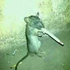 Avatar for pnutbrainphd