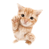 Avatar for starrysshi