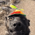 Avatar for machadinho9
