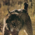 LynxNE 的头像