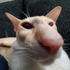 Avatar di catintherat