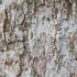 Avatar di TreeBarkTastyAF