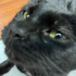 Avatar for JFKennelpy