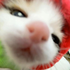 Avatar for vequidograu244
