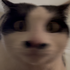 Avatar for tiramisu_225
