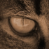 Avatar di edycop