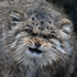 Avatar for catMANUL