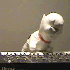yr_dog için avatar