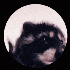 Avatar for sleepy997