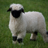 Avatar for fluffysheepie