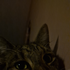 Avatar für Maymunxh