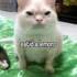 Avatar for catnip____