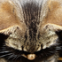 Avatar for melankoli93