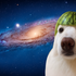 Avatar for Fennec1434