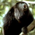 Avatar di Alouatta